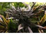 Bodhi Seeds Blockhead BX