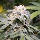 Bodhi Seeds Lemon G x 88 G13 Lemon Hashplant