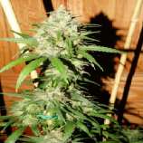 Bodhi Seeds Lemon Zinger