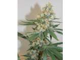 Bodhi Seeds Silver Mountain