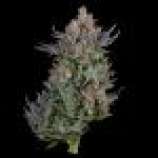 Bodhi Seeds Twin Flame