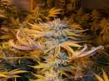 Bodhi Seeds White Lotus