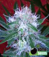 Bomb Seeds Auto Bomb