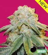 Bomb Seeds Bubble Bomb