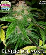 Boneyard Seeds Norcal El Veijo Del Norte