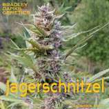 Bradley Danks Jagerschnitzel Bx3