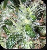 Buddha Seeds Pulsar