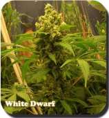 Buddha Seeds White Dwarf