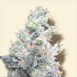 Bulk Seeds White Rhino