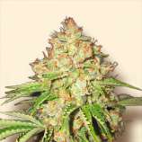 Bulk Seeds White Russian