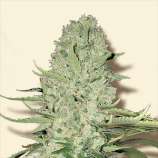 Bulk Seeds White Widow