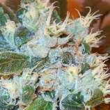 Bush Brothers Seeds White Freeze Kush #2