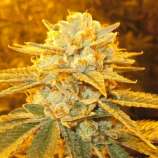 Bush Brothers Seeds White Freeze Kush #1