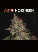 CBD Seeds Auto Northern
