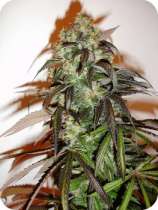 CH9 Female Seeds Green Bud