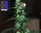 CH9 Female Seeds NL5 Haze Jack 33