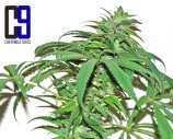 CH9 Female Seeds Quicker