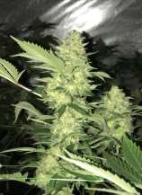 Calibiza Seeds Tropical Punch