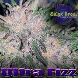 Calyx Bros. Seed Co. Ultra Fizz