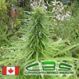 Canadian Bred Seeds Early Sativa