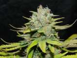 CannaVenture Seeds Road Kill Skunk