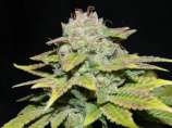 CannaVenture Seeds Sin Diesel