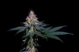 Cannabis Family Seeds Midnight Express