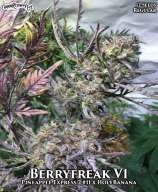 Cannabis Research Seed Co Berryfreak V2