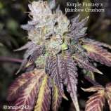 Cannarado Genetics Kurple Fantasy x Rainbow Crushers