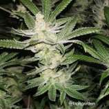 Cannarado Genetics Lemon Margy