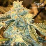 Cannarado Genetics Trapple