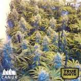 Canuk Seeds Blueberry