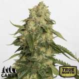 Canuk Seeds Obi-Wan Kush