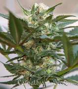 Carpathians Seeds Kush