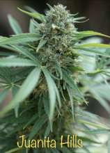 Charlies Farm Seeds Juanita Hills