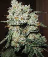 Clone Only Strains Fire Kush