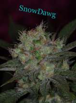 Clone Only Strains Snowdawg