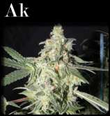 CopyCat Seeds AK