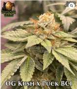 Crickets and Cicada Seeds OG Kush x Puck BC1