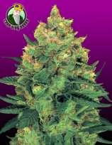 Crop King Seeds Hash Plant