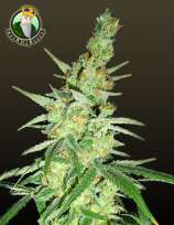 Crop King Seeds Morpheus