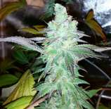 Cult Classics Seeds Elefante