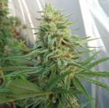 Cult Classics Seeds Le Creme