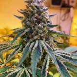 Cult Classics Seeds Sunset Strip