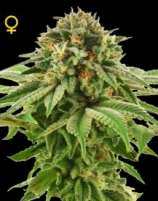 DNA Genetics Seeds Grape LA