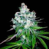 DNA Genetics Seeds Kandy Kush x Skunk