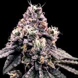 DNA Genetics Seeds Kosher Pie