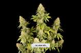 DaHood Urban Seeds Dr. Hood CBD 25:1