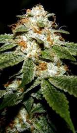 Dank House Seeds Strawberry Fire