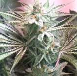 Dark Horse Genetics Galactus